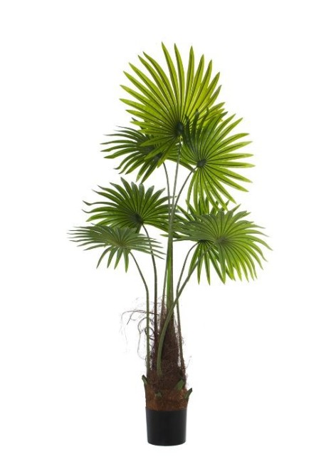 Planta Chicuelina Palmera...