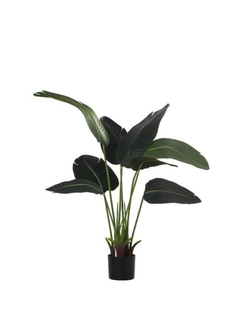 Planta Brozeño Árbol del...