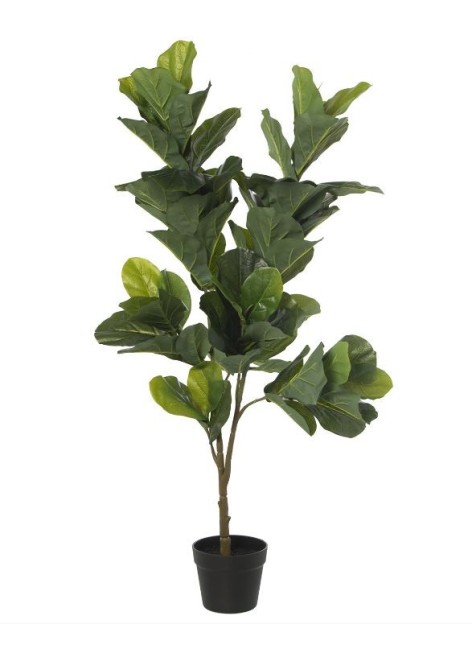 Planta Salvattore Pu Ficus...
