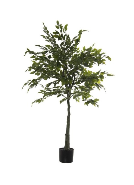 Planta Picota Higuera 140cm