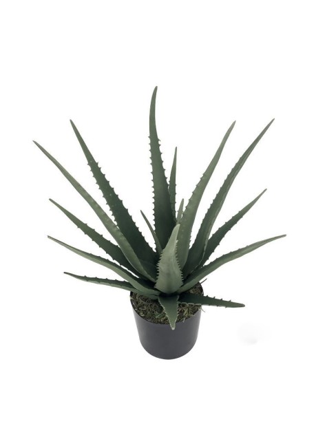 Planta Kuendi Aloe Vera 50cm 2