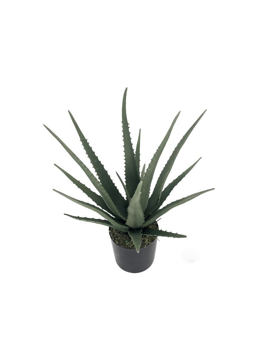 Planta Kuendi Aloe Vera 50cm
