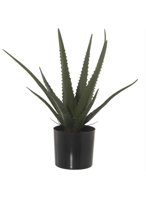 Planta Kuendi Aloe Vera 50cm