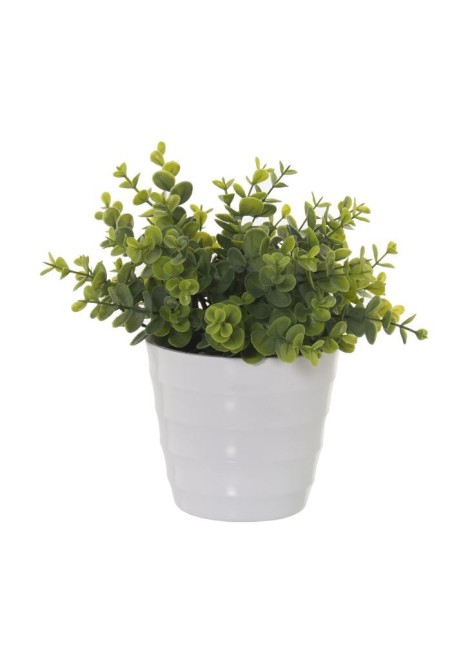 Planta Mazaría Crassula 25cm