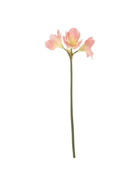 Amarilis Aguayo Rosa 68cm