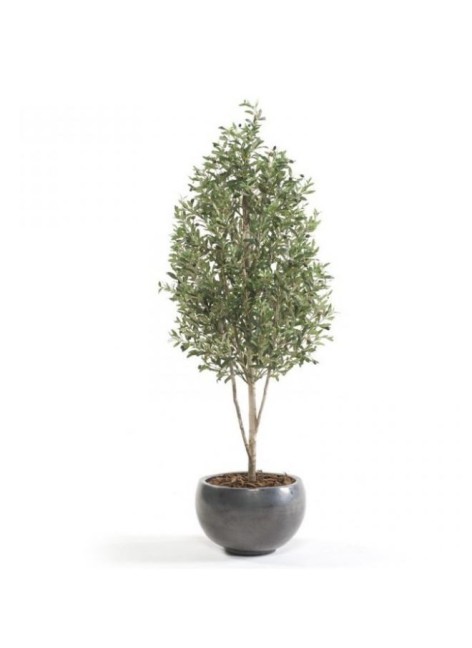 Árbol Olivo Mini 175cm 