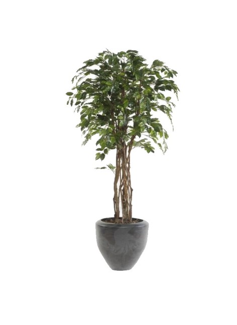 Árbol Ficus Eco 
