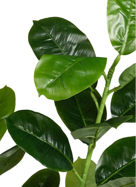 Planta Elio Caucho... 2