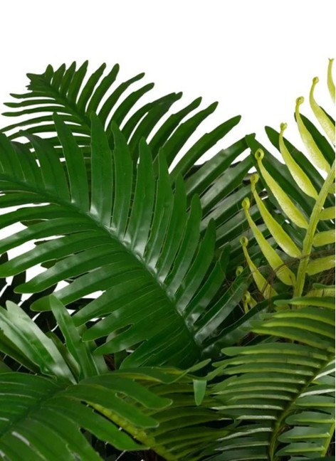 Planta Axel Palmera... 2