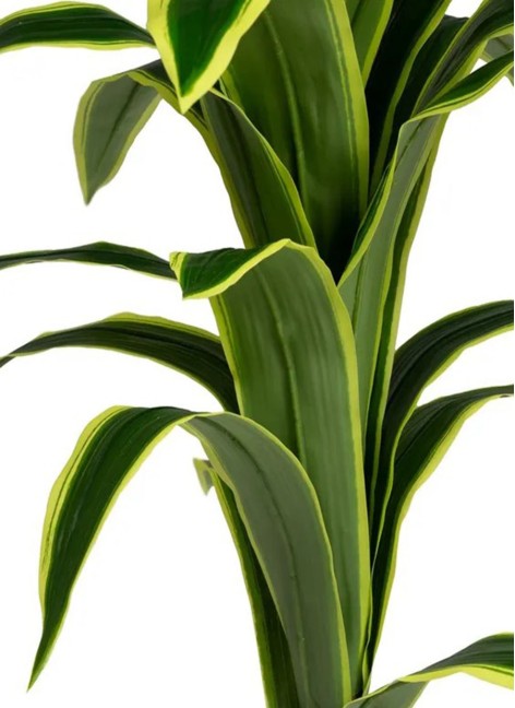 Planta Dracaena 70x70x120 cm 2