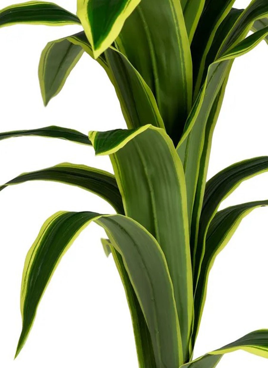 Planta Dracaena 70x70x120 cm