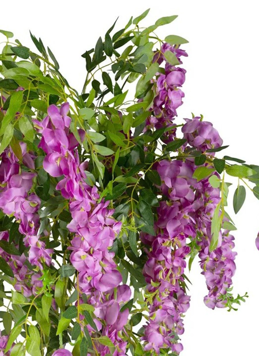 Planta Glicinia Rosa 75x75x170 cm