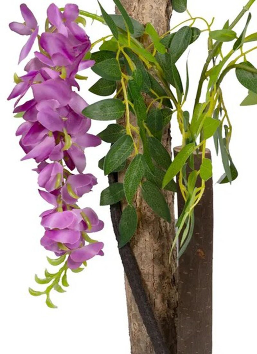 Planta Glicinia Rosa 75x75x170 cm