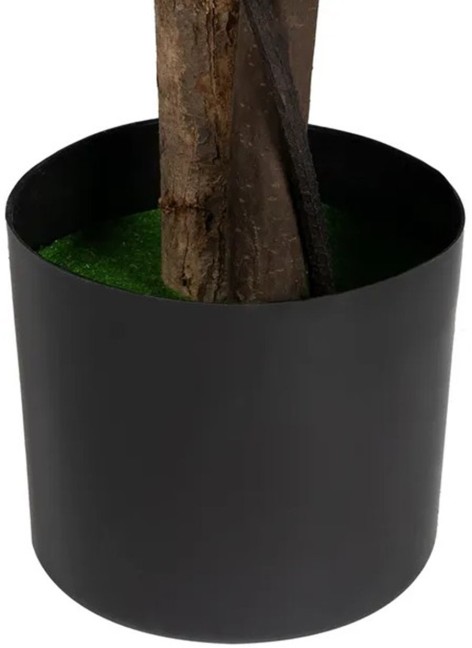 Planta Glicinia Rosa... 2