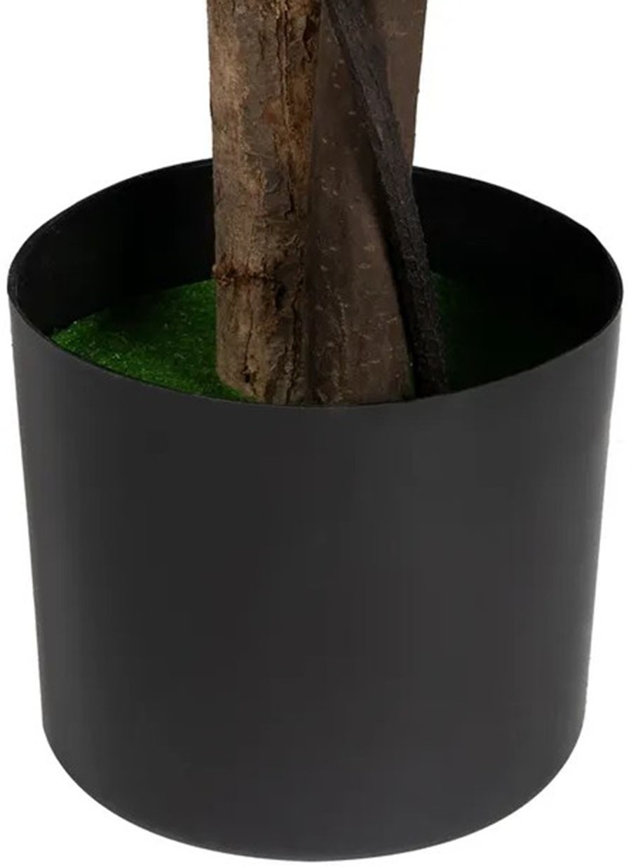 Planta Glicinia Rosa 75x75x170 cm