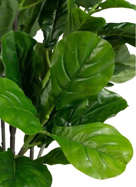 Planta Higuera 60x60x140 cm 2