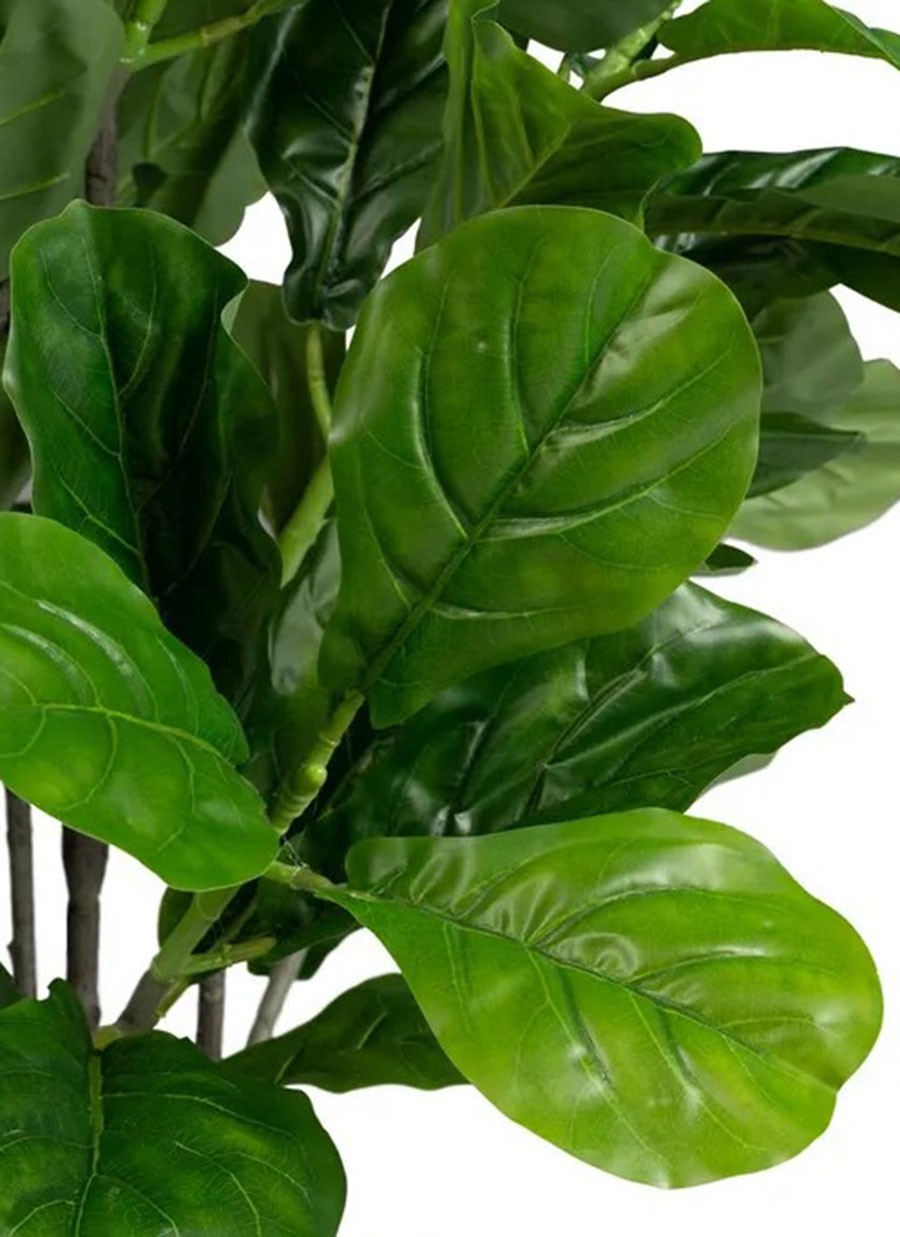 Planta Higuera 60x60x140 cm