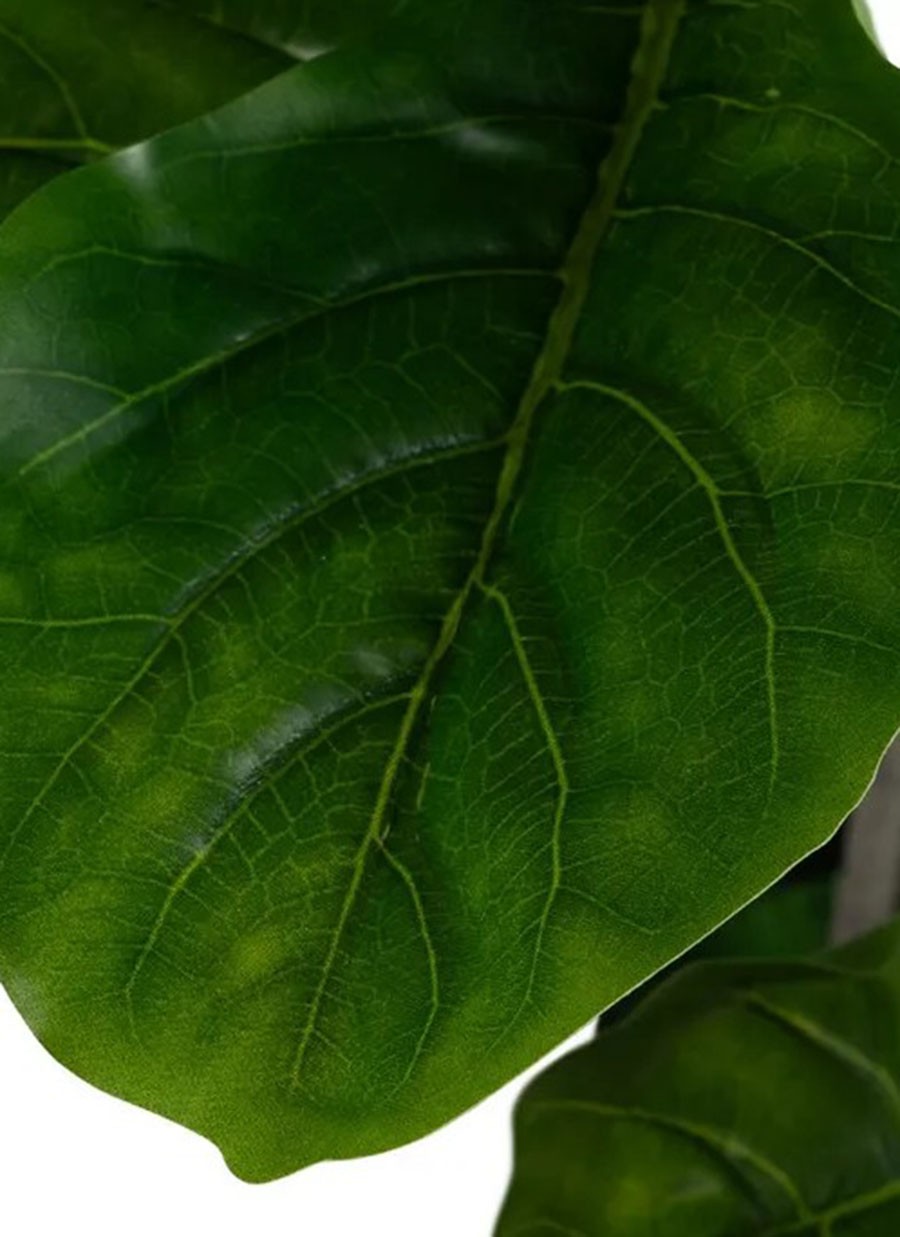 Planta Higuera 60x60x140 cm