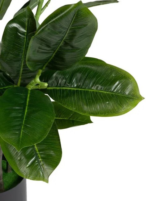 Planta Caucho 60x60x140 cm 2