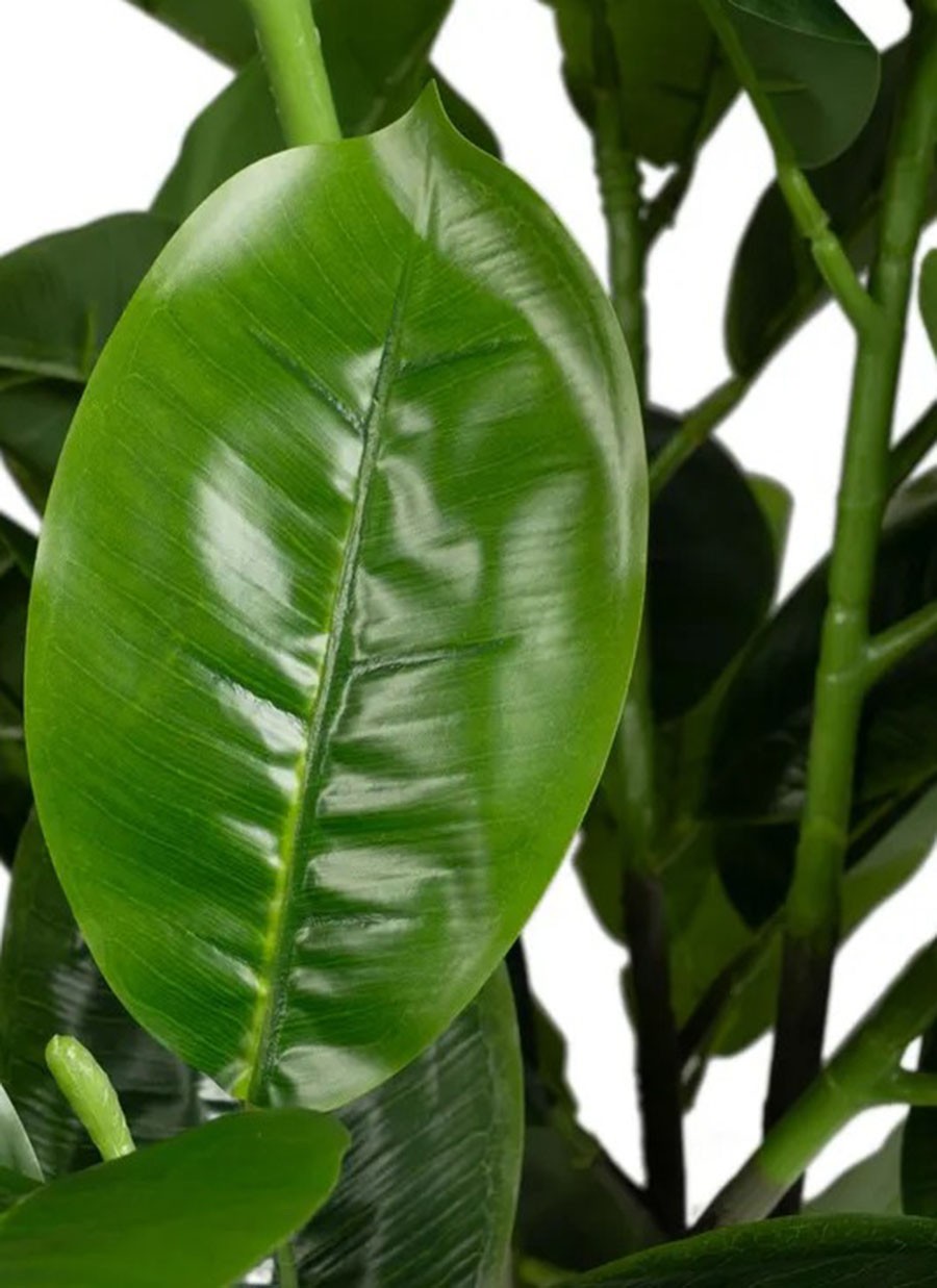 Planta Caucho 60x60x140 cm