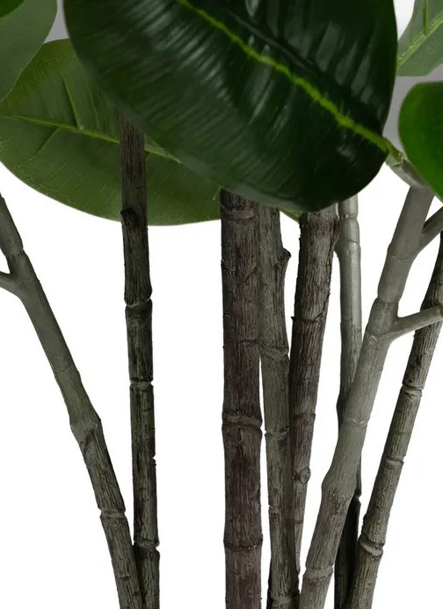 Planta Caucho 60x60x140 cm