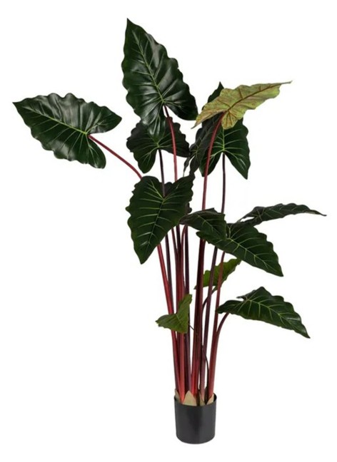 Planta Colocasia Maxi...