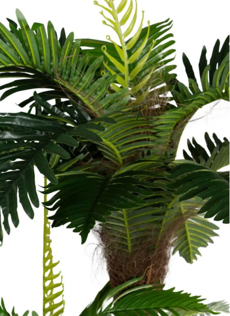 Planta Palmera Zeus... 2