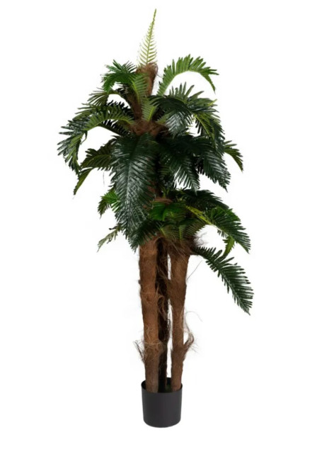 Planta Palmera Vini Verde...