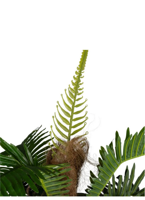 Planta Palmera Vini Verde... 2