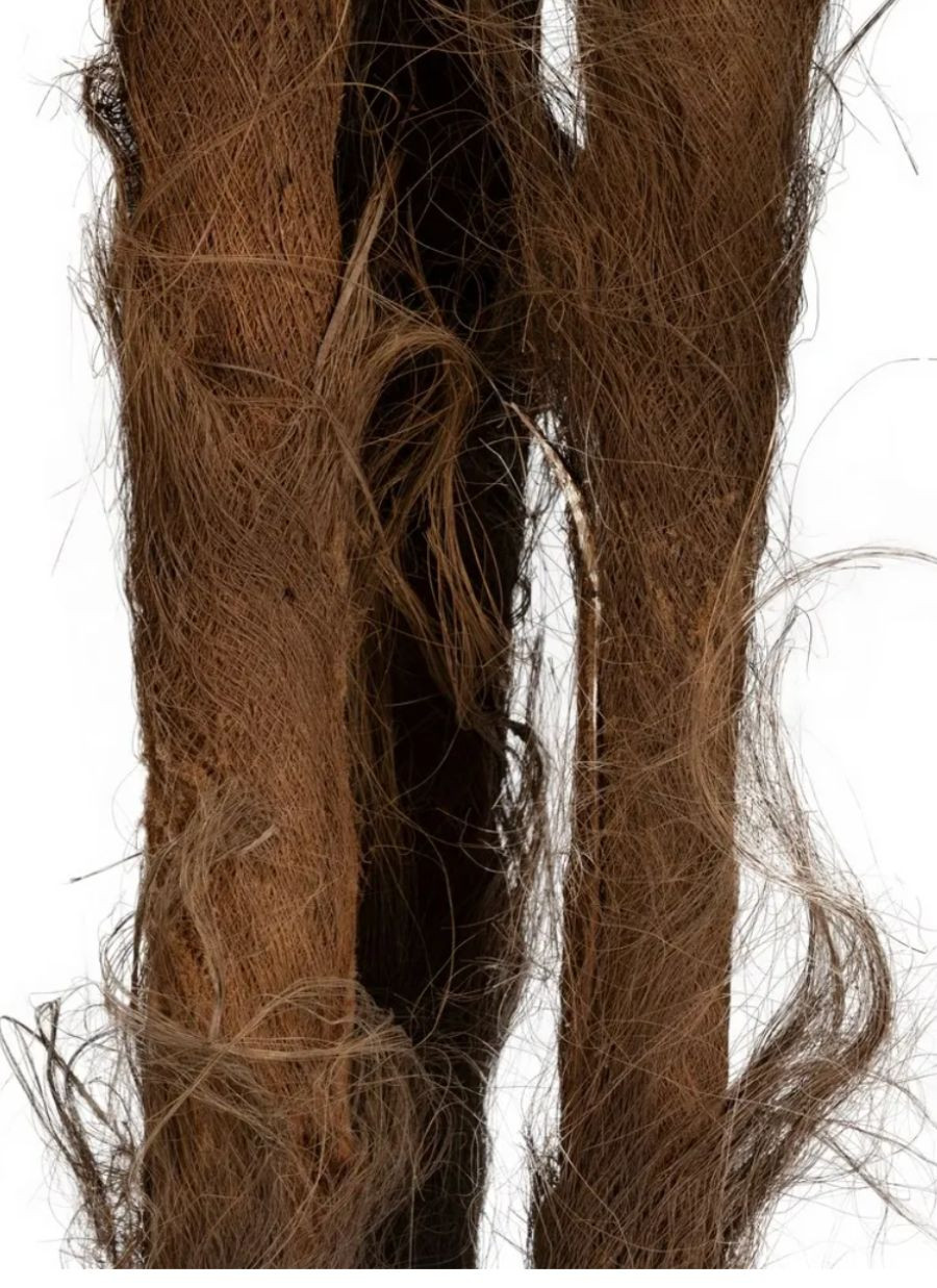 Planta Palmera Vini Verde Jardín...